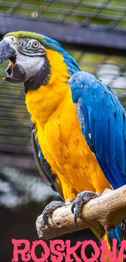 A vibrant macaw parrot perches on a branch.