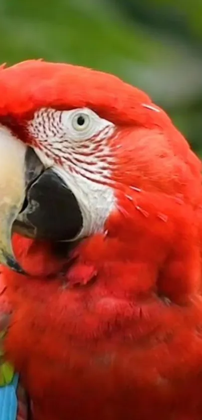 Close-up of a vibrant red macaw with green background.