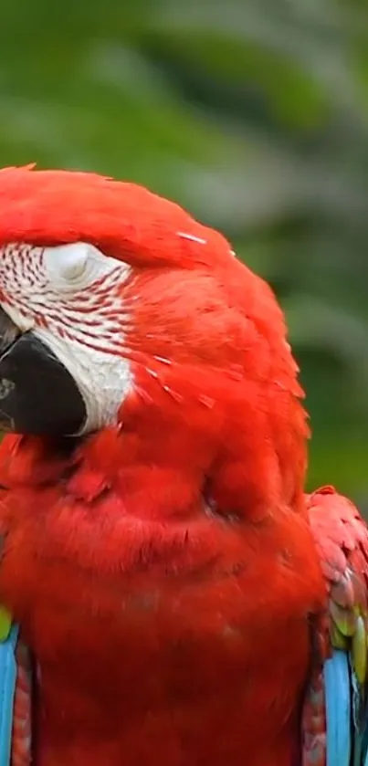 Vibrant red macaw parrot with closed eyes, showcasing colorful feathers.