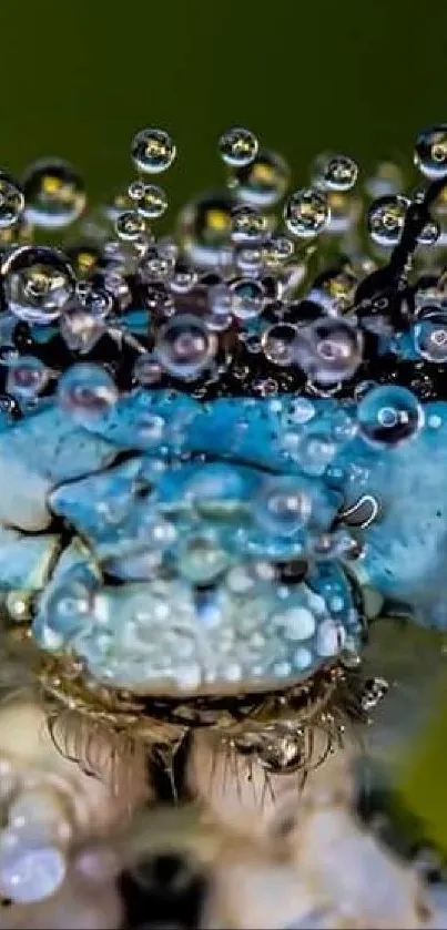 Close-up shot of a dragonfly with water droplets on a vibrant background.