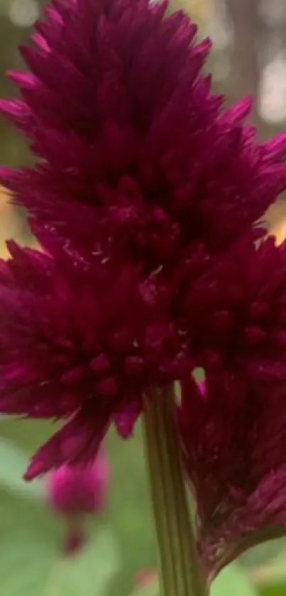 Vibrant magenta flower with green leaves and blurred background.