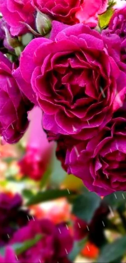 Vibrant magenta roses with green leaves.