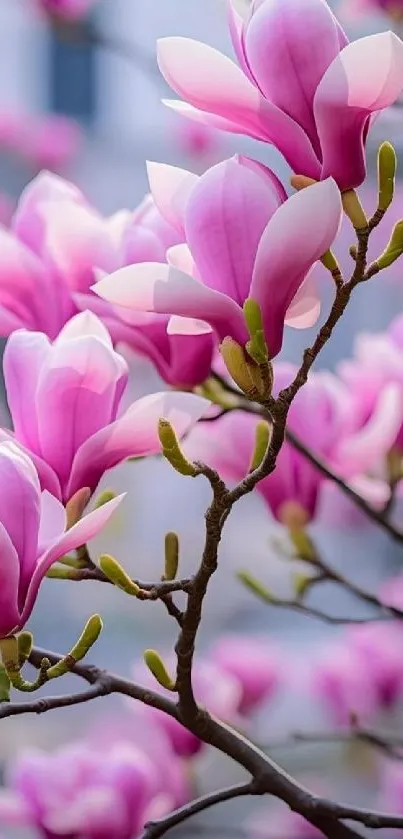 Mobile wallpaper of pink magnolia blossoms on a branch.