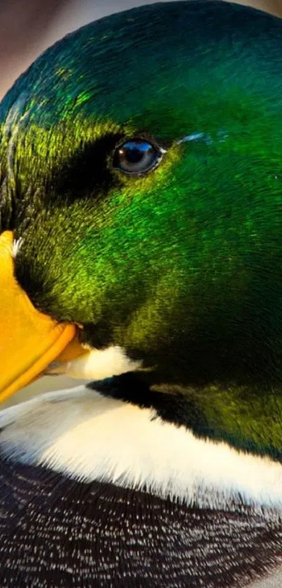 Close-up of a vibrant mallard duck with green feathers and an orange beak.