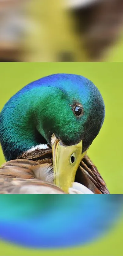 Close-up of a mallard duck with vibrant green and blue plumage.