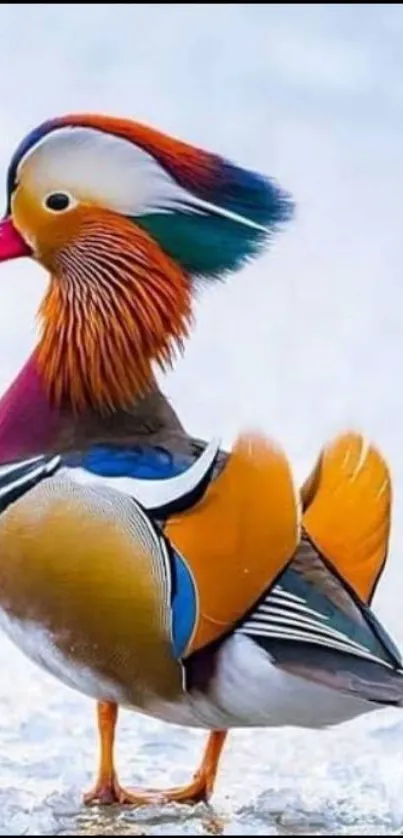 Colorful Mandarin duck standing elegantly on a bright surface.