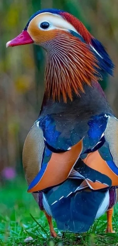 Vibrant Mandarin duck standing on grass with a blurred natural background.