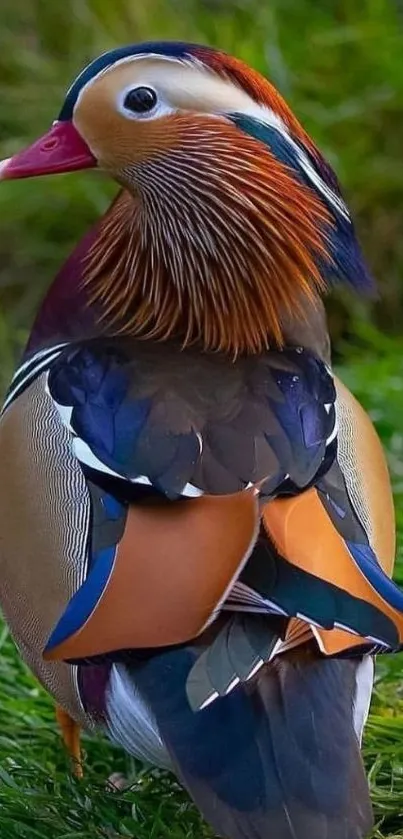 Colorful Mandarin Duck on grass with vibrant feathers in nature.