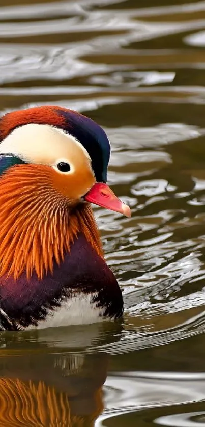 Colorful Mandarin duck swimming in water.