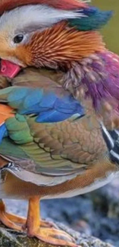 Vibrant Mandarin duck displaying colorful plumage on a rock.