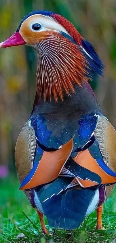 Vibrant Mandarin Duck with colorful feathers in a natural setting.