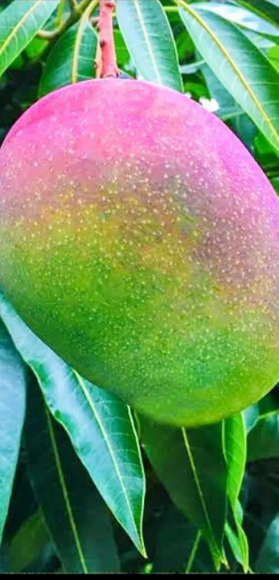 Ripe mango hanging among green leaves.