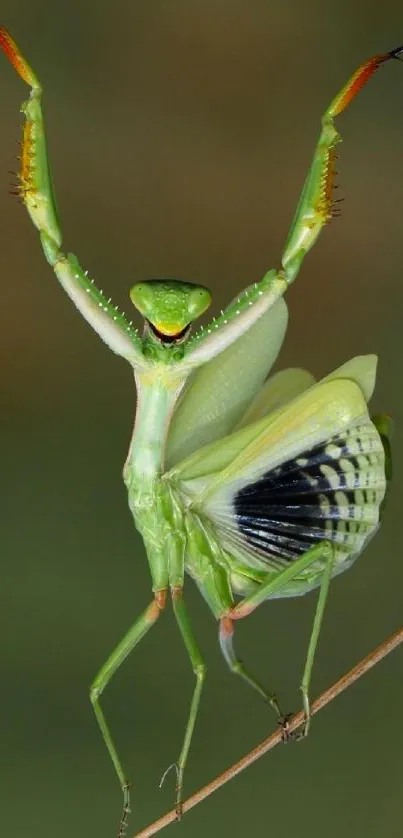 Green praying mantis elegantly perched on a twig against a blurred background.