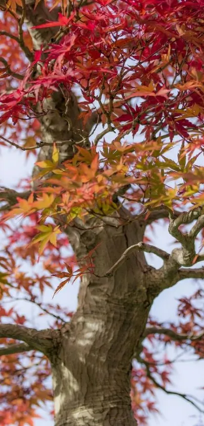 Vibrant maple tree with red autumn leaves on a mobile wallpaper.