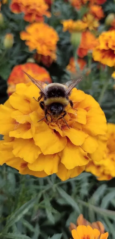 Close-up of bee on a bright marigold flower with vibrant orange petals.