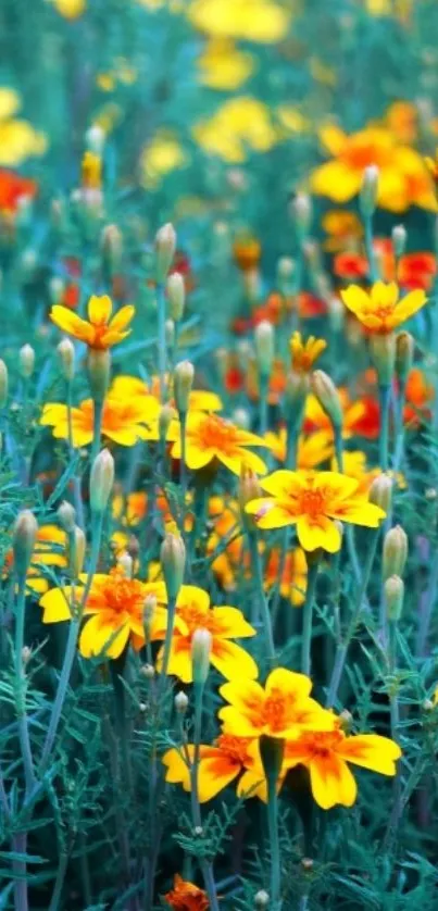 Vibrant yellow marigold flowers with lush green stems.