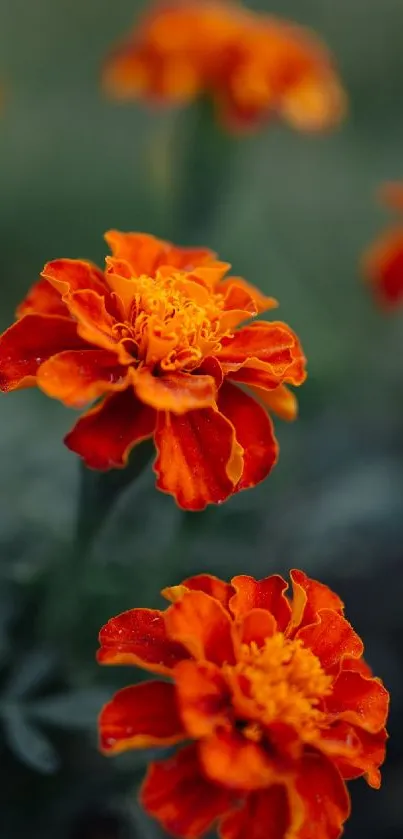 Mobile wallpaper of vibrant orange marigold flowers in a garden setting.