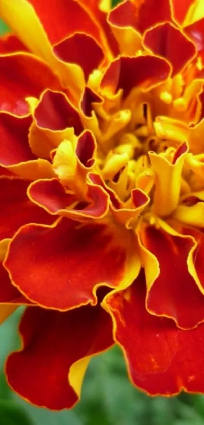 Vibrant red and yellow marigold flower in close-up view.