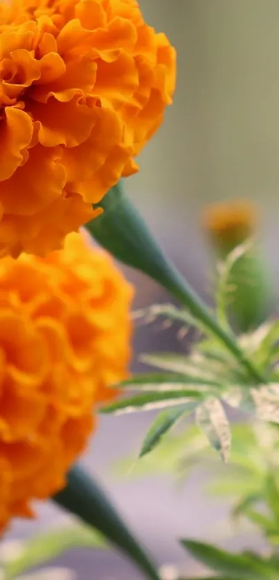 Vivid orange marigold flowers with green leaves in soft focus.