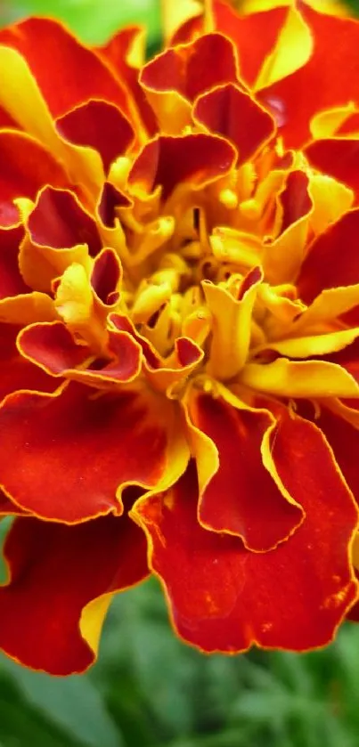 Vibrant orange marigold flower against green foliage.