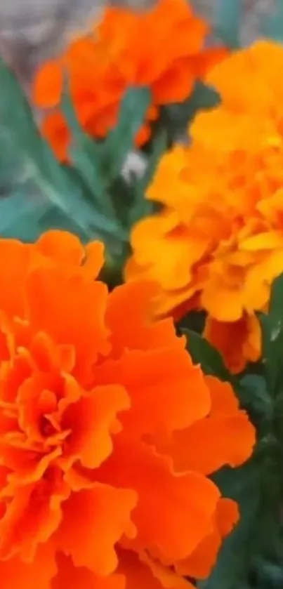 Vibrant orange marigold flower close-up photograph.