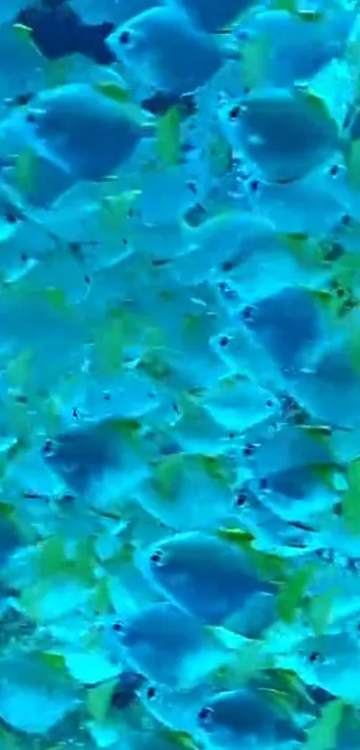 Blue and yellow fish swimming in a vivid underwater scene.