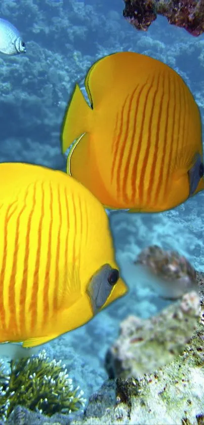 Yellow butterflyfish swimming in coral reef.