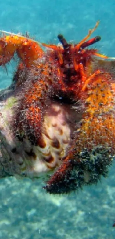 Hand holding a colorful hermit crab underwater.