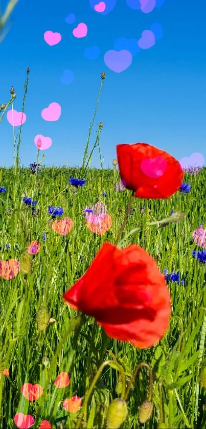 Vibrant meadow with red poppies and a clear blue sky.