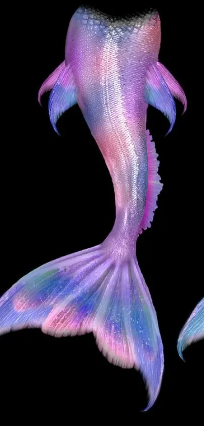 Colorful mermaid tail with pink, purple, blue hues on a black background.