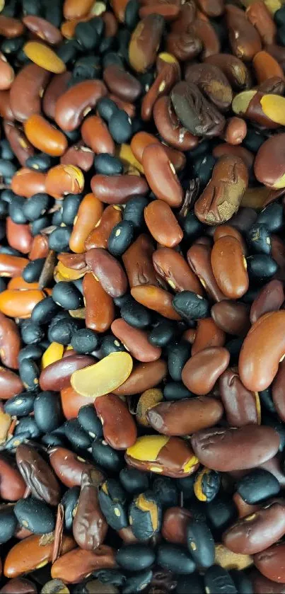 Close-up of mixed red and black beans creating vibrant texture.