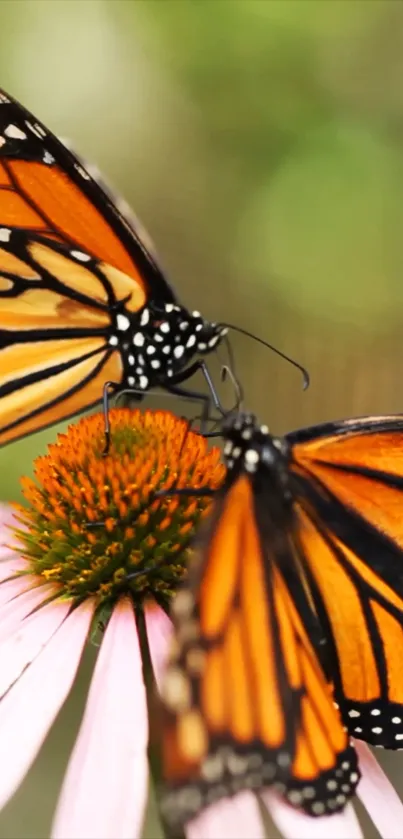 Monarch butterflies resting on a pink flower with vibrant colors.