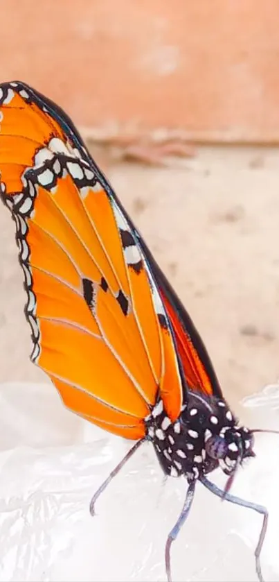 Close-up of a vibrant monarch butterfly with orange wings.