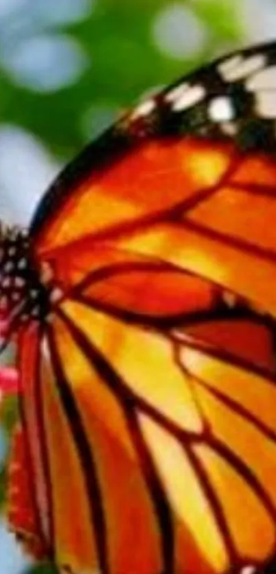 Close-up of a vibrant monarch butterfly with orange wings and floral background.