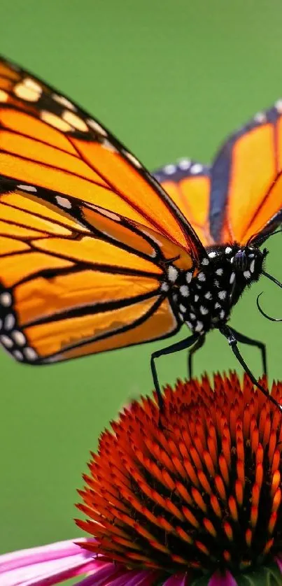 Vibrant monarch butterfly on a colorful flower.