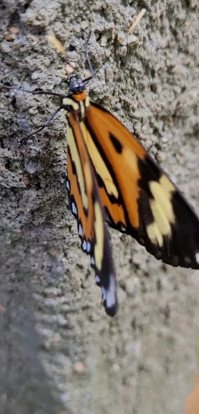 Vibrant Monarch butterfly on a textured surface.