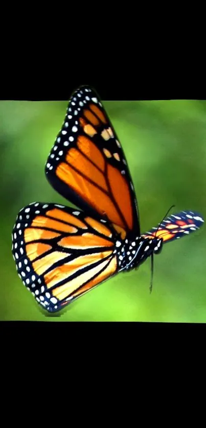 Monarch butterfly with orange wings on a green background.