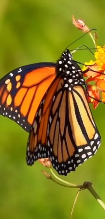 Vibrant monarch butterfly on orange flowers.