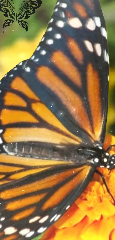 Monarch butterfly on vivid orange flower, showing intricate wings.