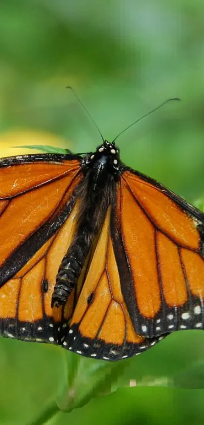 Monarch butterfly with vibrant orange wings on a green background.