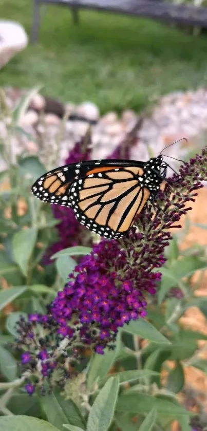 Monarch butterfly on a vibrant purple flower amidst green leaves.