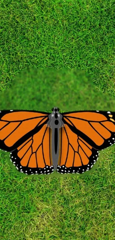 Monarch butterfly on lush green grass wallpaper.