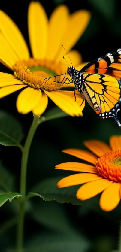 Monarch butterfly on vibrant marigold flower wallpaper.