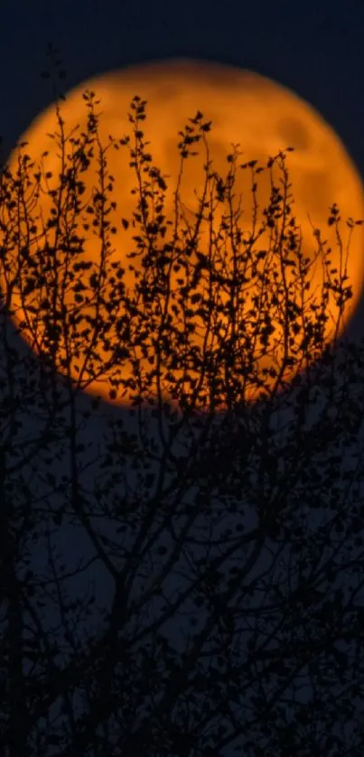 Orange moon rising through tree branches at night.