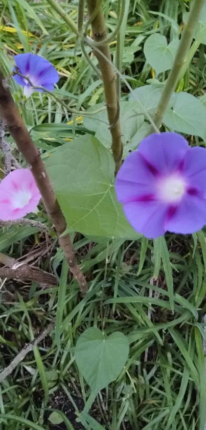 Vibrant morning glory flowers with lush green leaves.