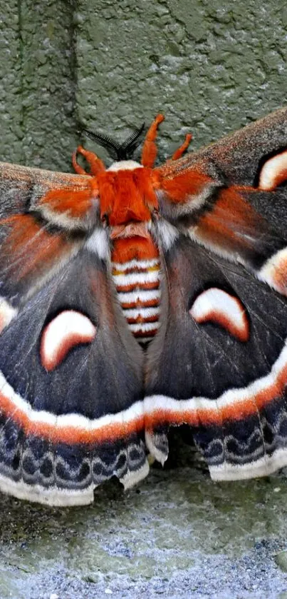 Close-up of a vibrant moth with detailed patterns and colors.