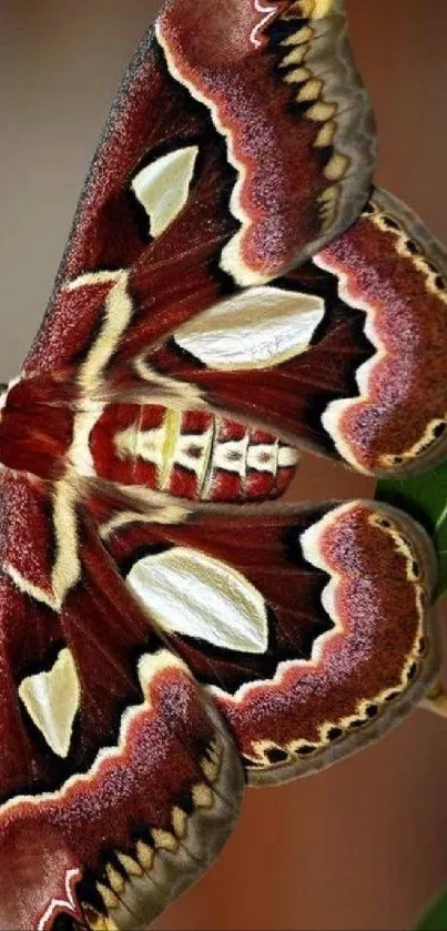 Vibrant moth resting on green leaves with brown backdrop.