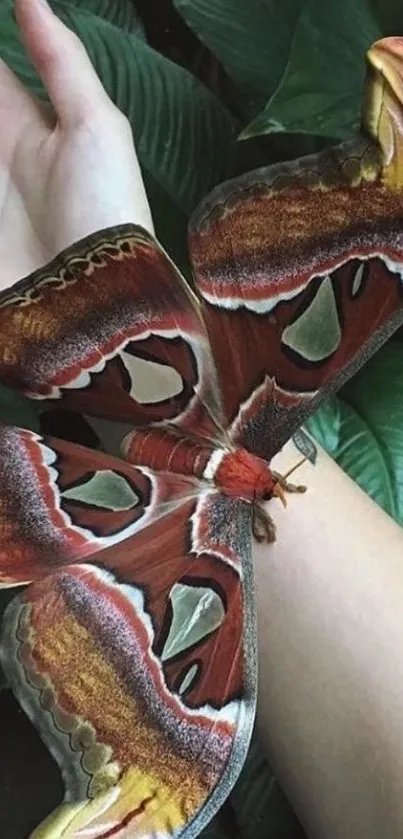 Brown butterfly resting on a human hand among green leaves.