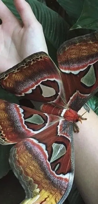 Colorful moth resting on a hand with a leafy backdrop.