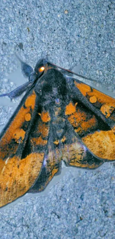 Close-up of a colorful moth on a stone surface background.